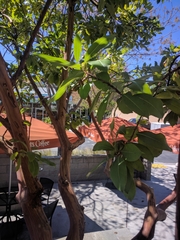 Arbutus