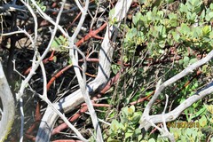 Arctostaphylos glauca