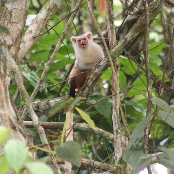Hershkovitz's Marmoset