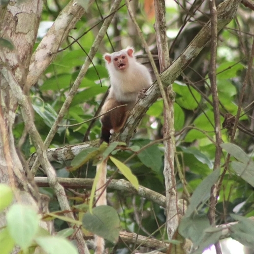 Aripuanã Marmoset (Mico intermedius) — Least Concern Mammalia