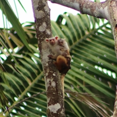 Hershkovitz's Marmoset photo 2