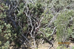 Arctostaphylos glauca