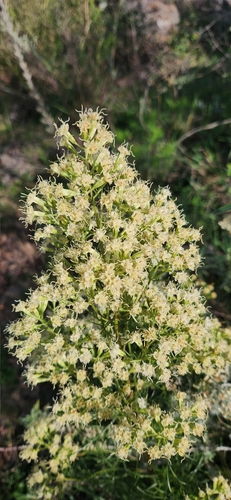 Image of Mikania Anethifolia (Mikania anethifolia) by no rights reserved