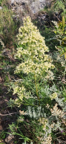 Image of Mikania Anethifolia (Mikania anethifolia) by no rights reserved