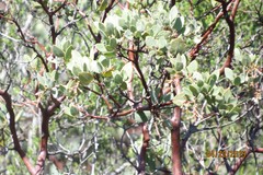 Arctostaphylos glauca