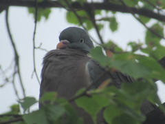 Columba palumbus