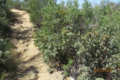 Arctostaphylos glauca
