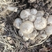 Common Ink Cap - Photo (c) Kevin Fox, some rights reserved (CC BY-NC), uploaded by Kevin Fox