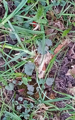 Glechoma hederacea
