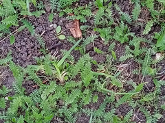 Achillea millefolium