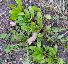 Taraxacum officinale