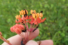 Asclepias lanceolata