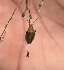 Oebalus