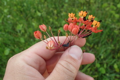 Asclepias lanceolata