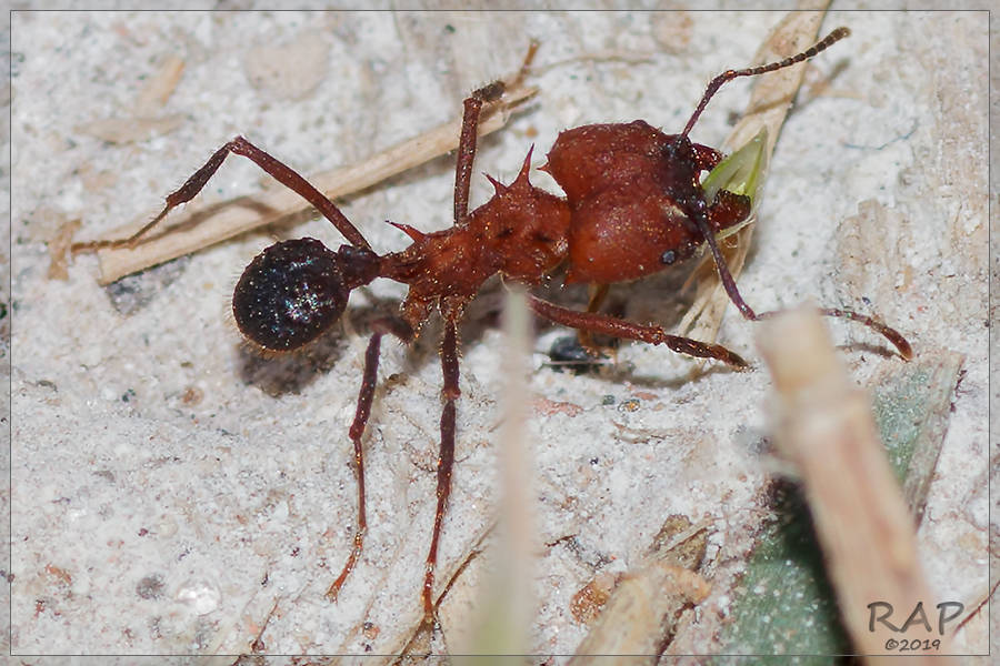 Acromyrmex Leaf-cutter Ants