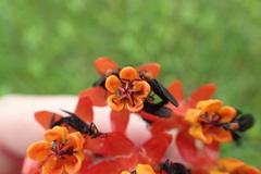 Asclepias lanceolata