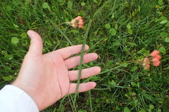 Asclepias lanceolata