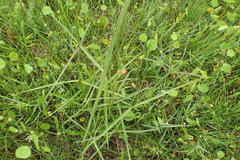 Asclepias lanceolata