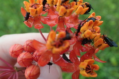 Asclepias lanceolata