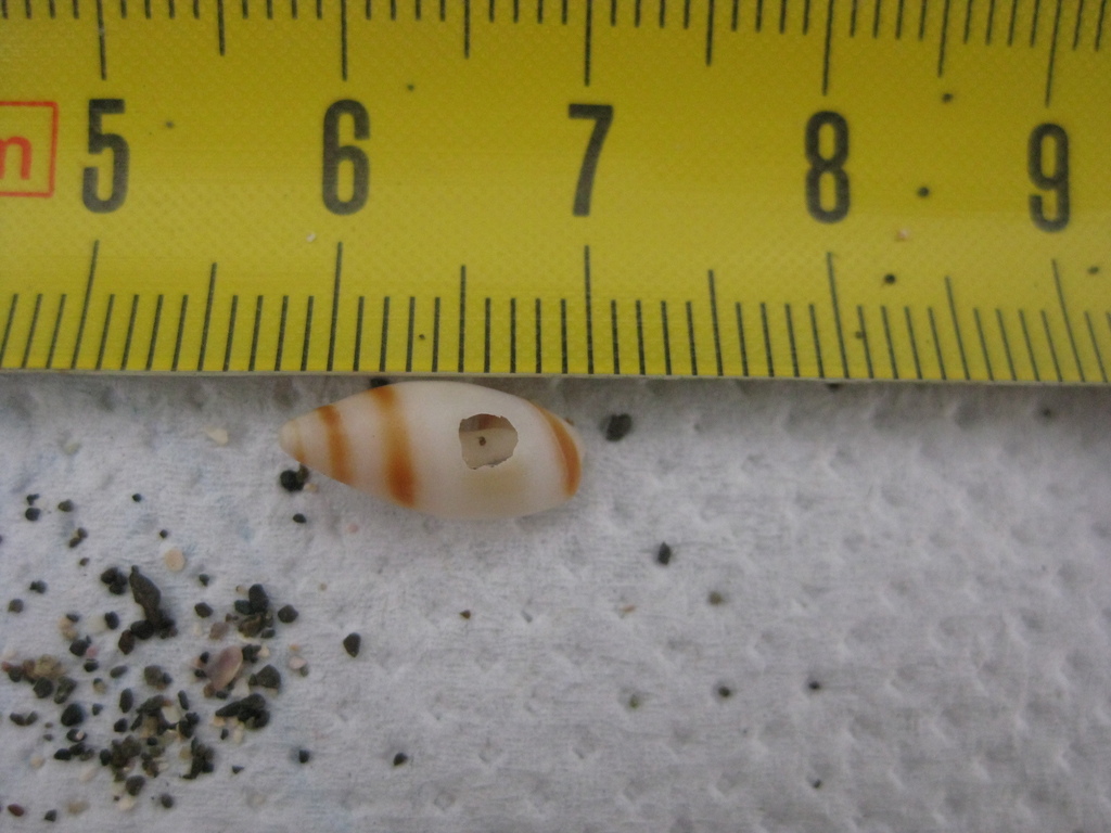 Amalda novaezelandiae