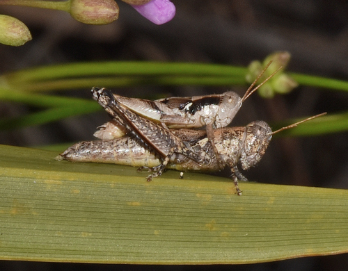Tequestae Scrub Grasshopper photo 2