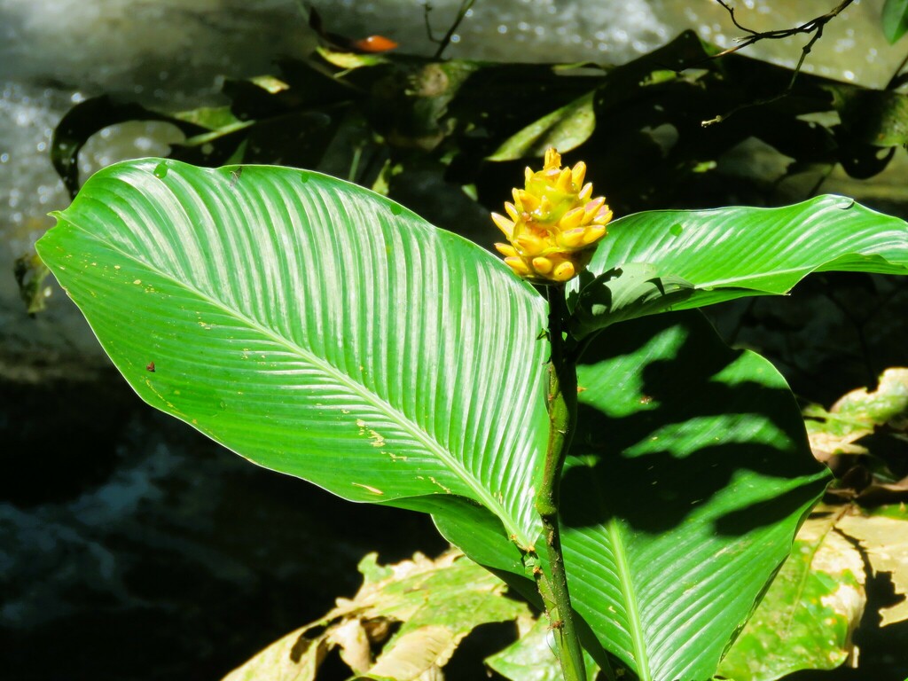 Goeppertia macrosepala (Chufle)