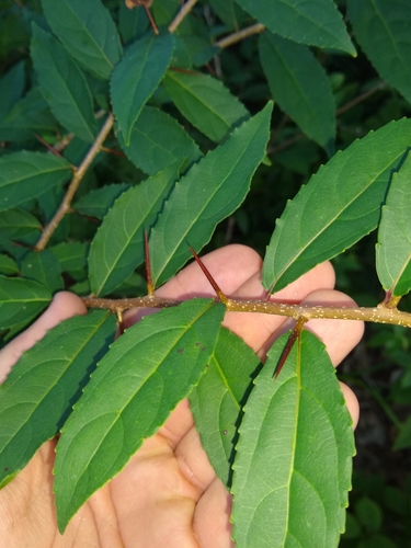Xylosma glaberrima