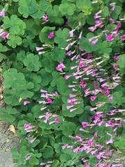 Oxalis articulata