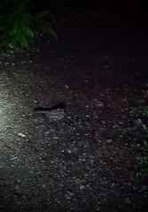 Antrostomus carolinensis