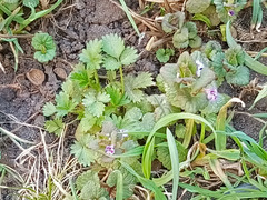 Glechoma hederacea