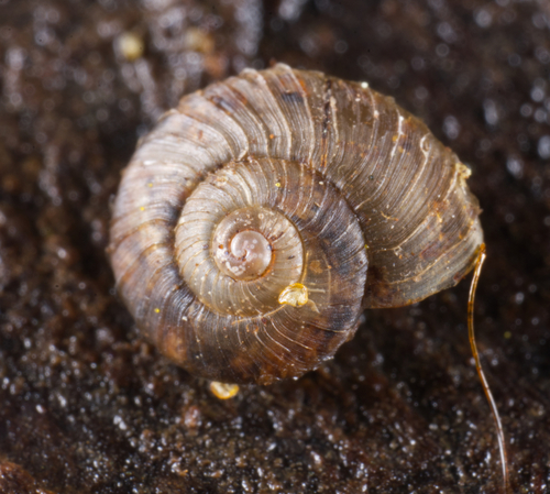 Mulathena fordei observed 2022-10-16