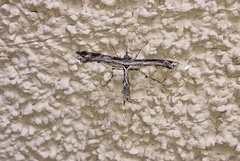 Amblyptilia