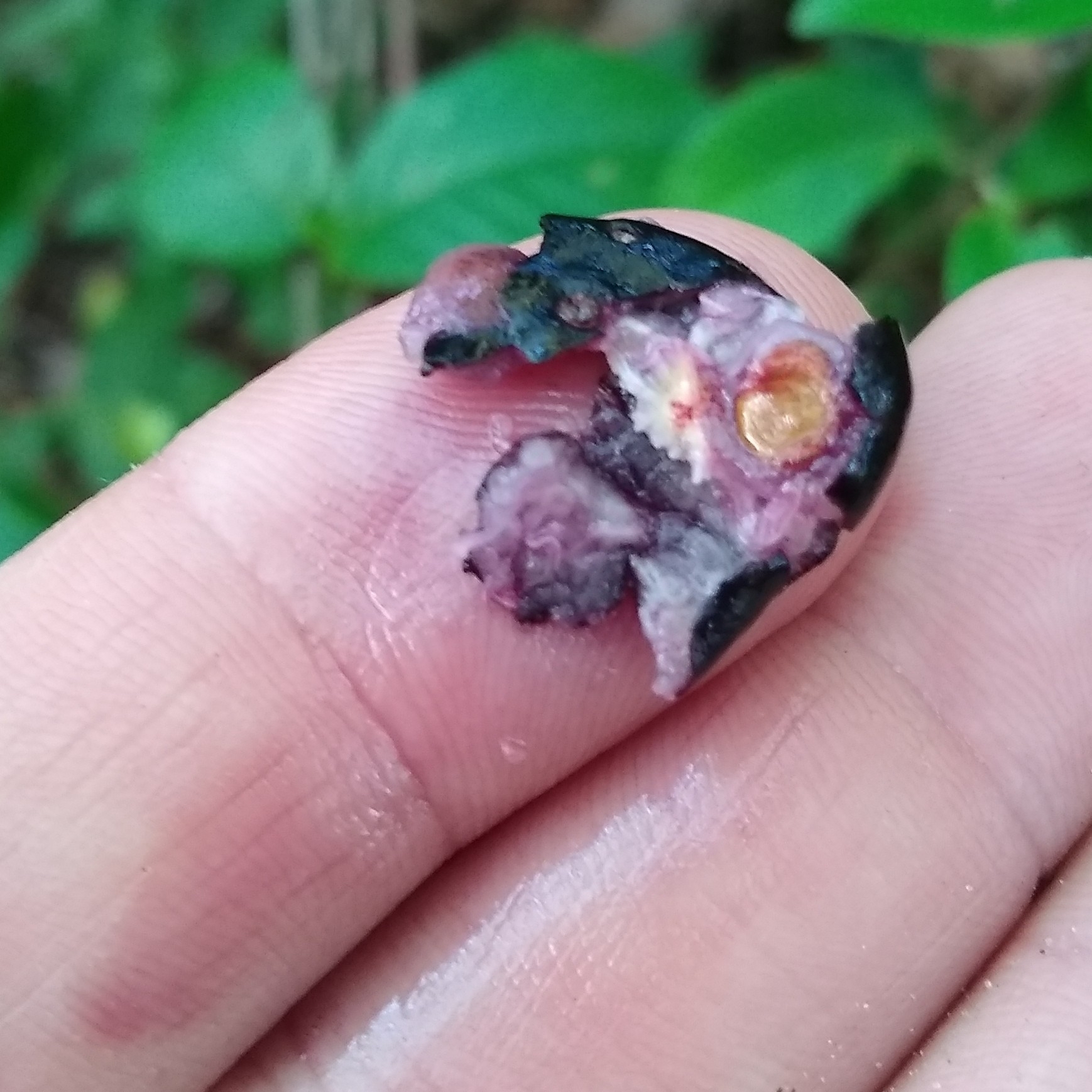 Imagem de Cambui