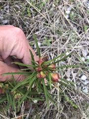 Calylophus