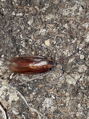 Ischnoptera bilunata