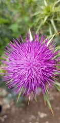 Silybum marianum