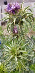 Silybum marianum
