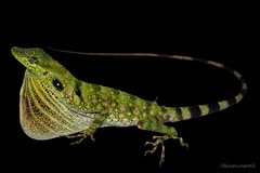 Anori Anole photo 2