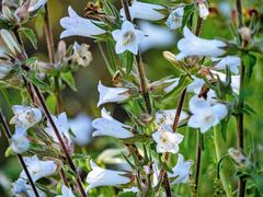 Campanula lyrata