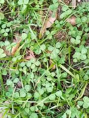 Trifolium repens
