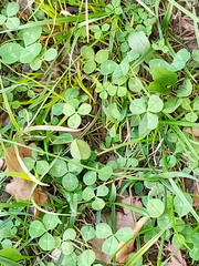 Trifolium repens