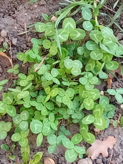 Trifolium pratense