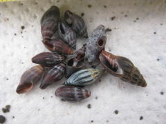 Neoguraleus lyallensis