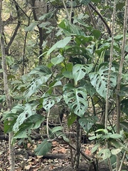 Monstera adansonii image