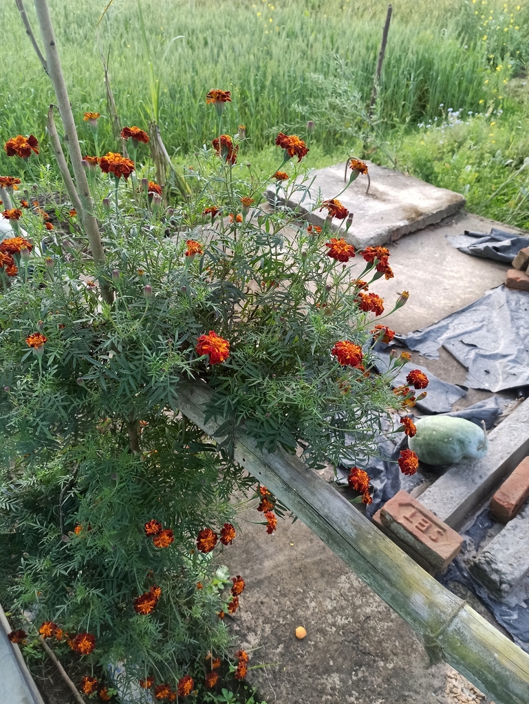 French Marigold From Seti NP SP NP On March 3 2024 At 05 31 PM By 