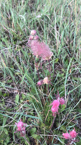 prairie smoke