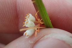 Cuscuta cuspidata
