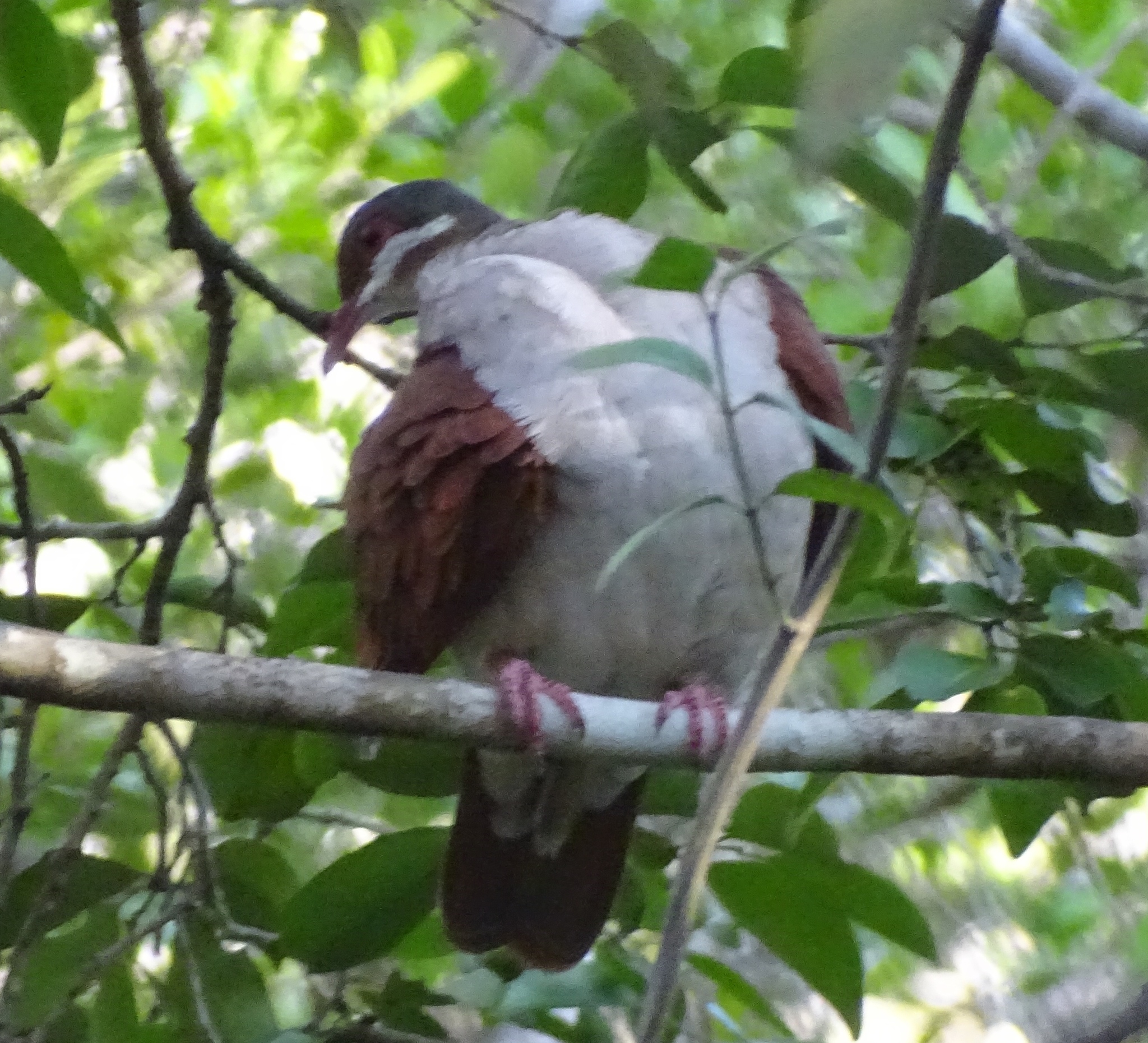 Key West Quail-Dove (Geotrygon chrysia), photo 5