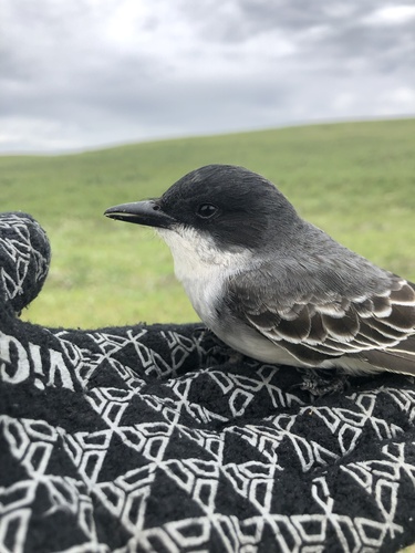 Eastern Kingbird