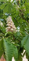 Aesculus hippocastanum